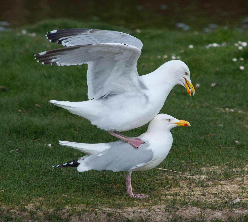 Gull balancing act by CarolineG2011 is licensed under CC BY-SA 2.0